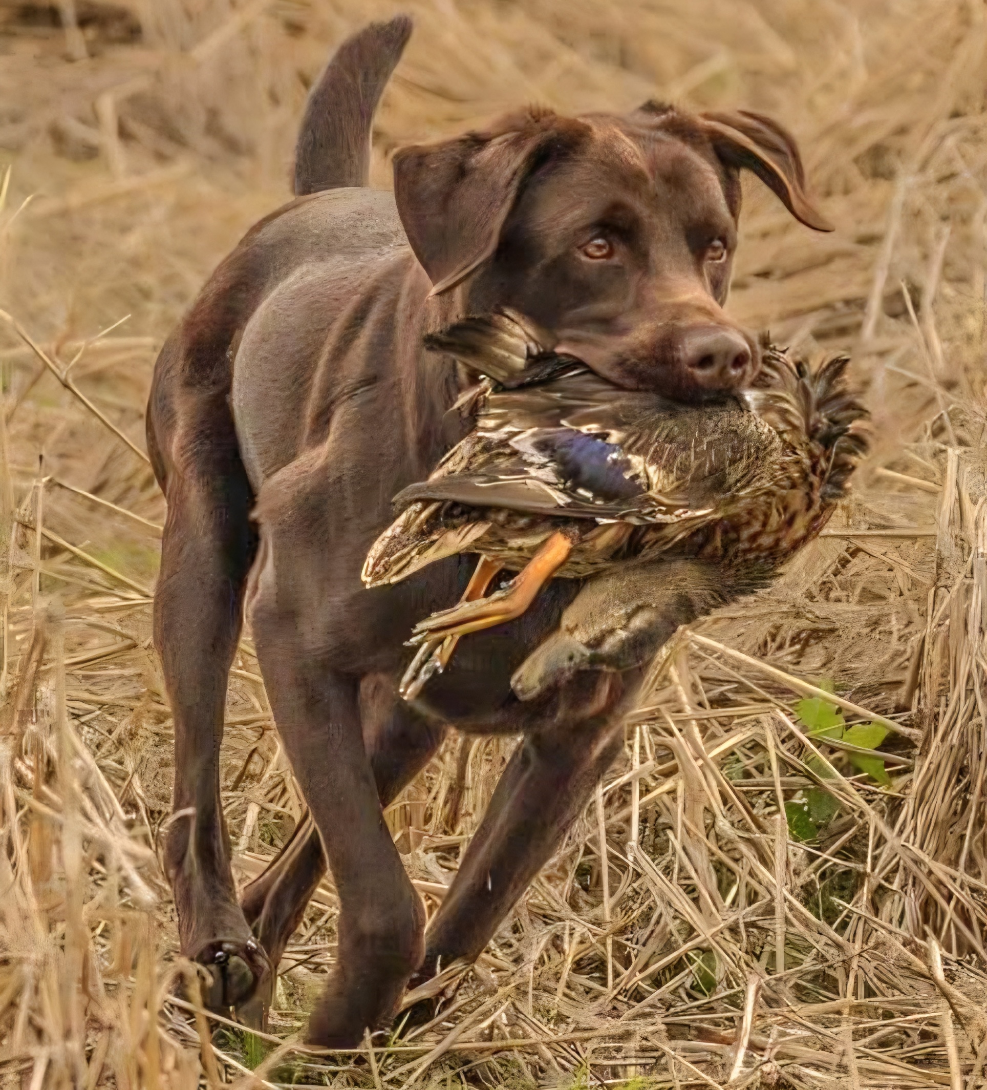 Chocolate Labrador hunting with duck