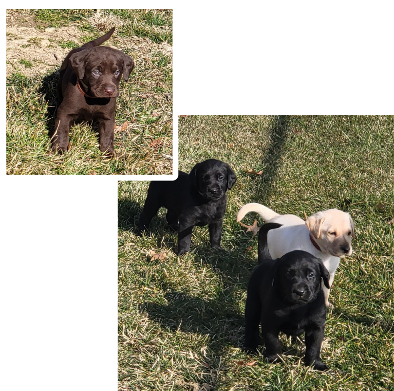 Four puppies in grass - black, yellow and chocolate labrador puppies