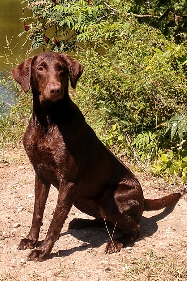 Chocolate Labrador Bonnie sitting by pond