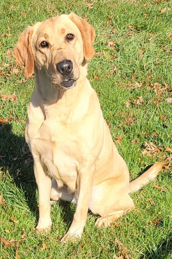 Yellow Labrador Brinn looking at camera sitting in grass