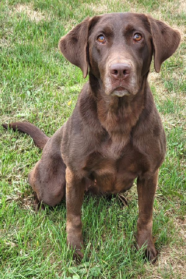 Chocolate Labrador Hydra sitting in grass looking at camera
