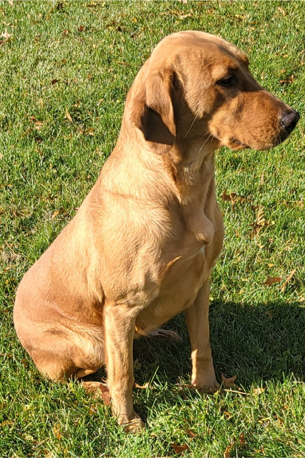 Red sitting in grass looking away