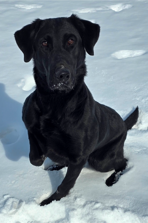Black Labrador Zinga sitting in snow