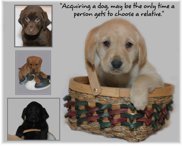 multiple photos of different labrador puppies for sale