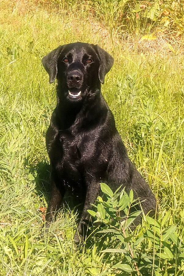 Pete, stud dog at Marsh-Mutt Manor, mouth open sitting in grass